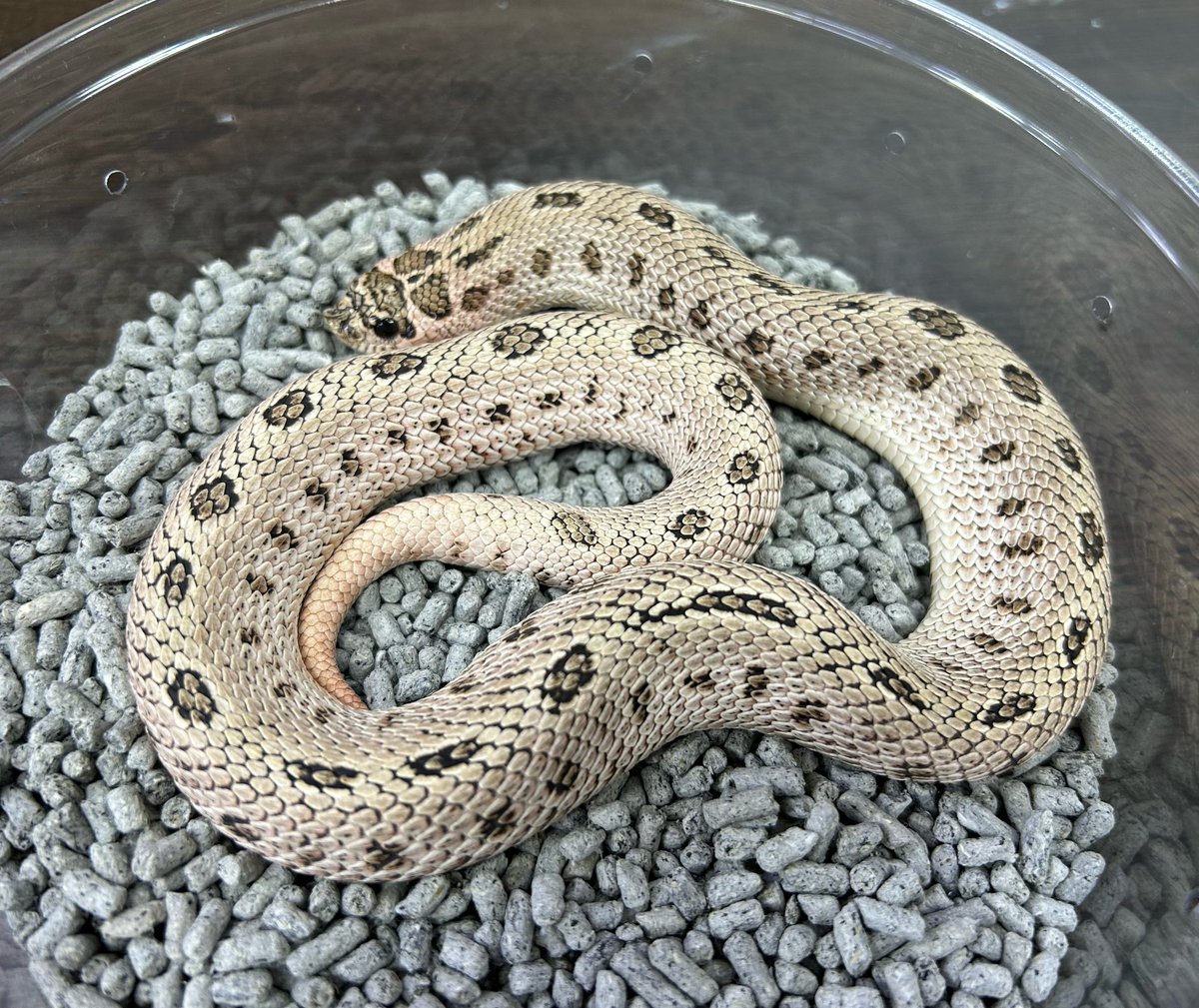 爬虫類倶楽部 大宮店 tweet media