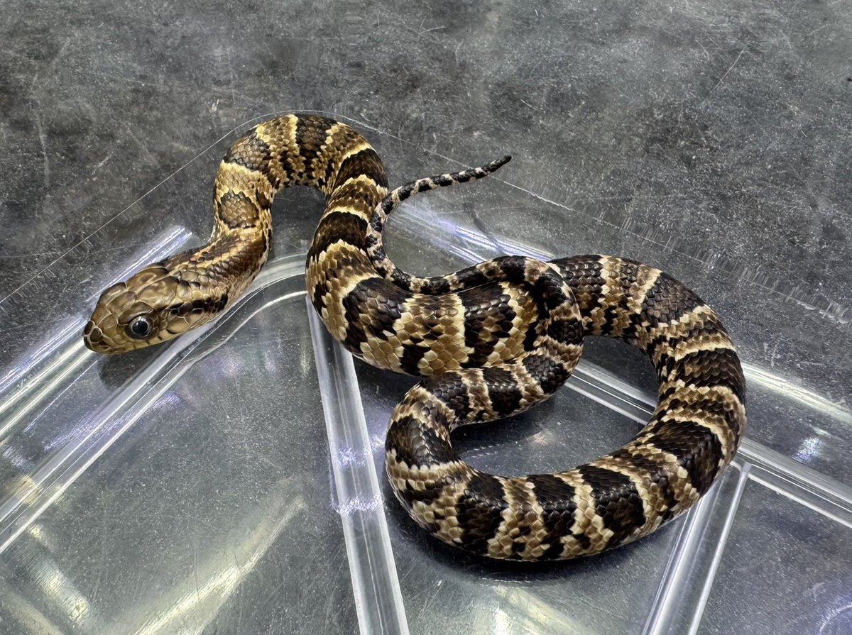 爬虫類倶楽部 大宮店 tweet media