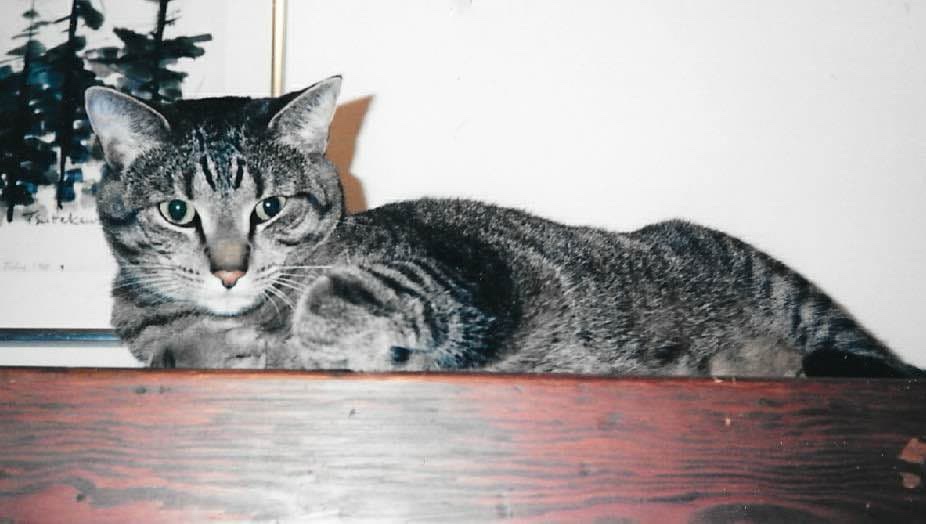 Craig S. C. Okajima tweet media