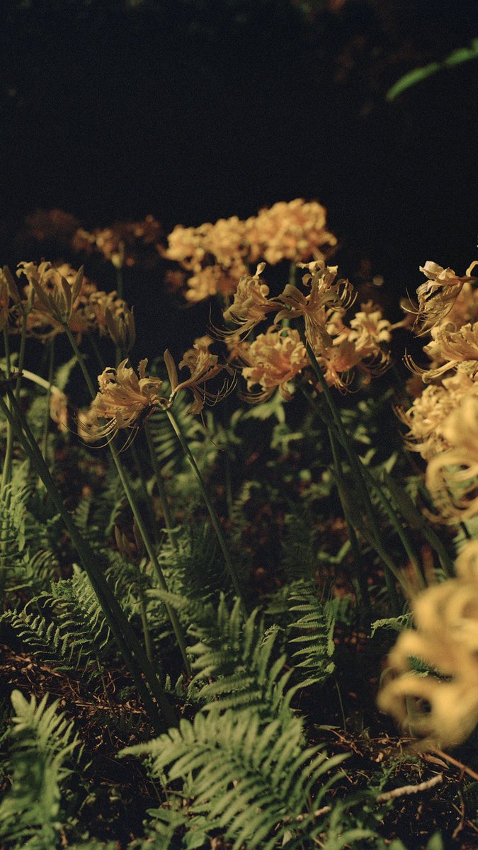 岡庭璃子 個展「凪のめぐるーWhere the Tide Pauses」はじまりました