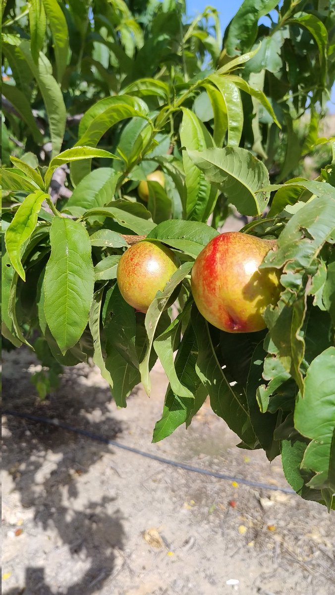 Ant_Barquero's tweet photo. Estamos cerquita... 🍑🍑 #frutadehueso #Abaran #RegiondeMurcia https://t.co/auHtkTggeq
