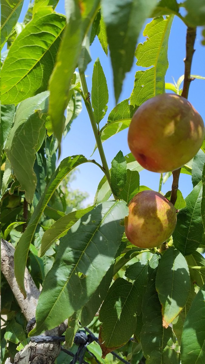 Ant_Barquero's tweet photo. Estamos cerquita... 🍑🍑 #frutadehueso #Abaran #RegiondeMurcia https://t.co/auHtkTggeq