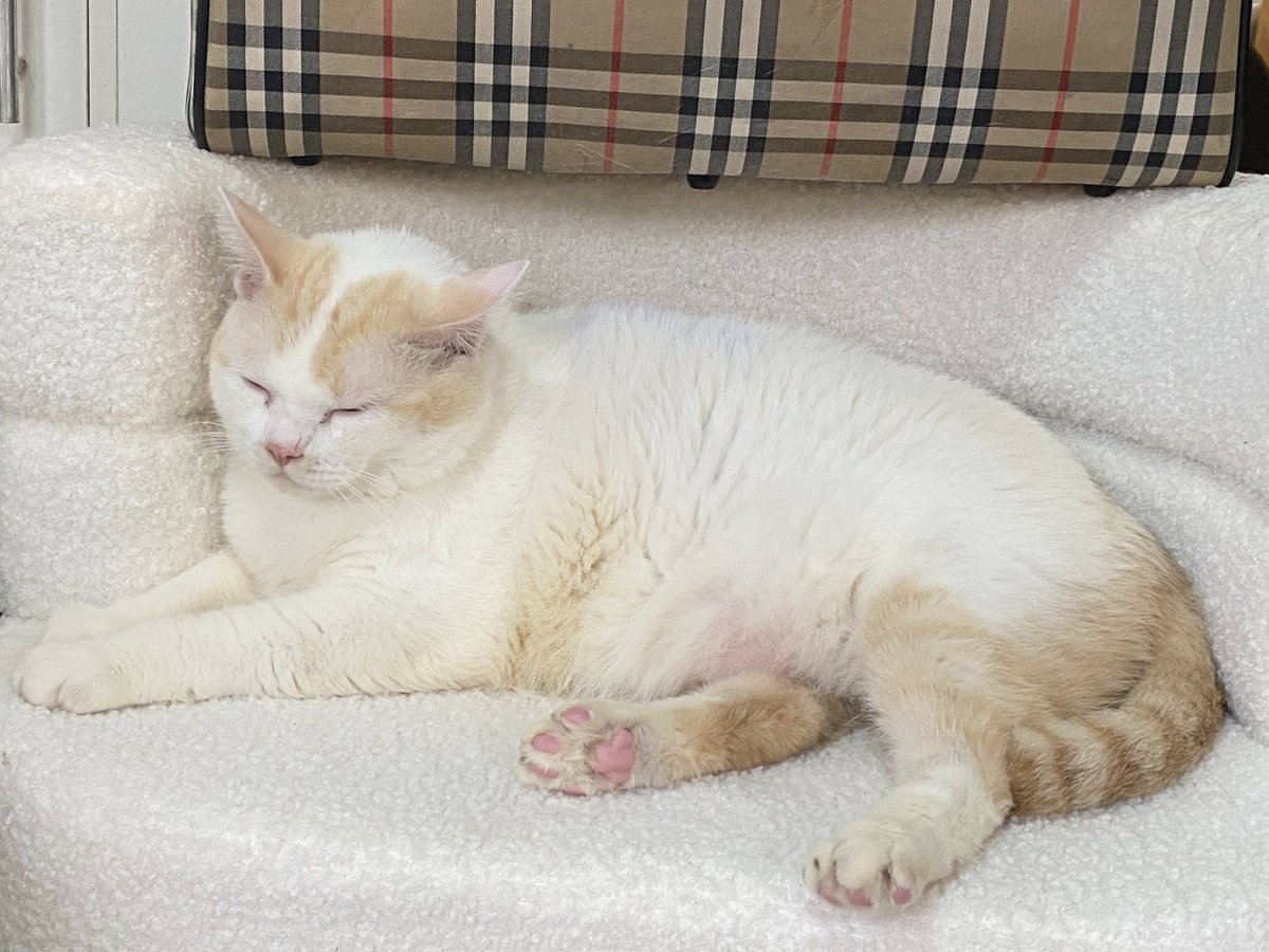 ลูกแมวน้อยตัวเท่าเมี่ยงหนักแค่10โล