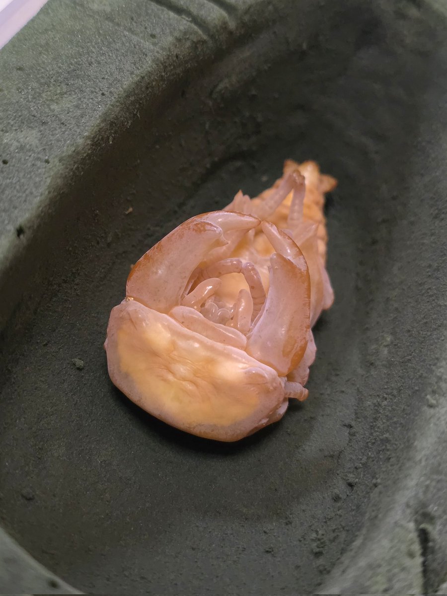 わたぼん tweet media