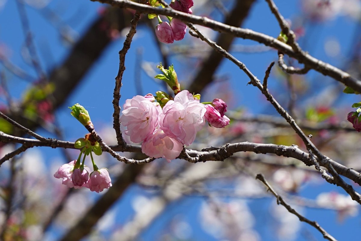 本陣跡・古民家 みどう本陣 tweet media