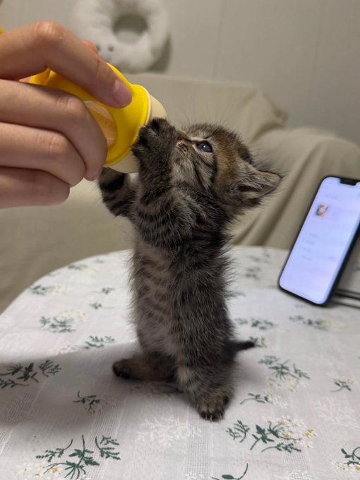Silly little cats tweet media