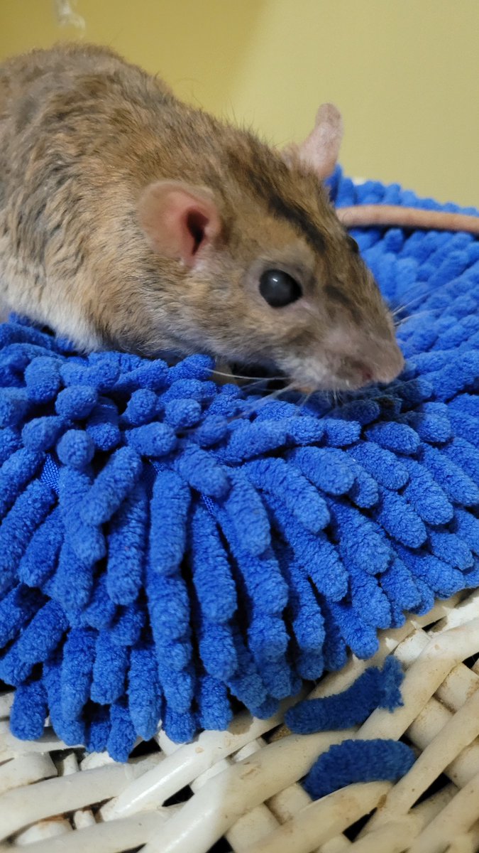 KarenRussell010's tweet photo. Back at the vets last night with Willow.  Her tummy lumps are still growing, not a candidate for surgery because of her age and what the lumps could be attached to, so it's just a matter of time before I lose another best furiend I've ever had 🥺 #ratsoftwitter #petrats https://t.co/fqMAlu3Nk9