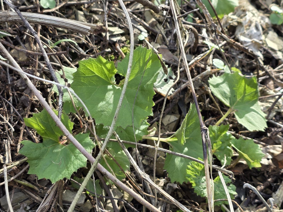 연  하 니 tweet media