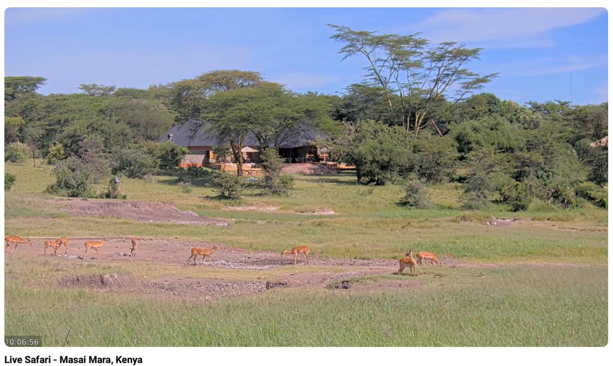 gentoo05 (@renate_ulbrich) on Twitter photo 