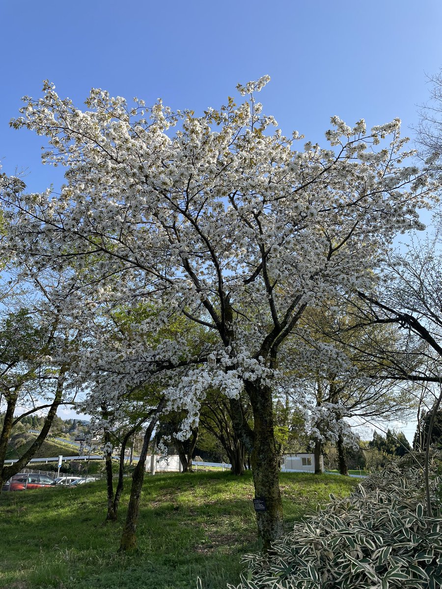 Yohei from Japan🇯🇵 tweet media