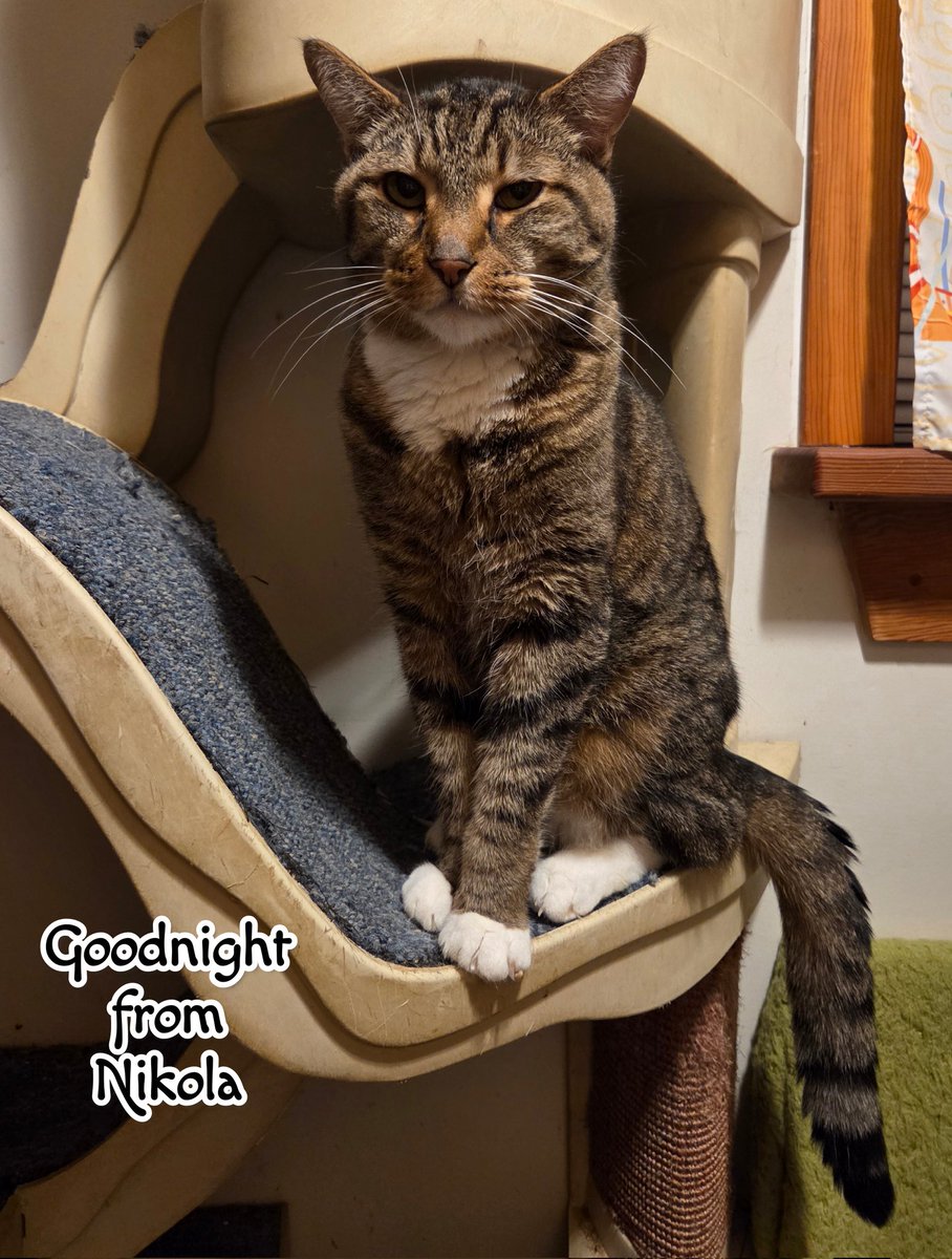 Goodnight from Nikola 💗