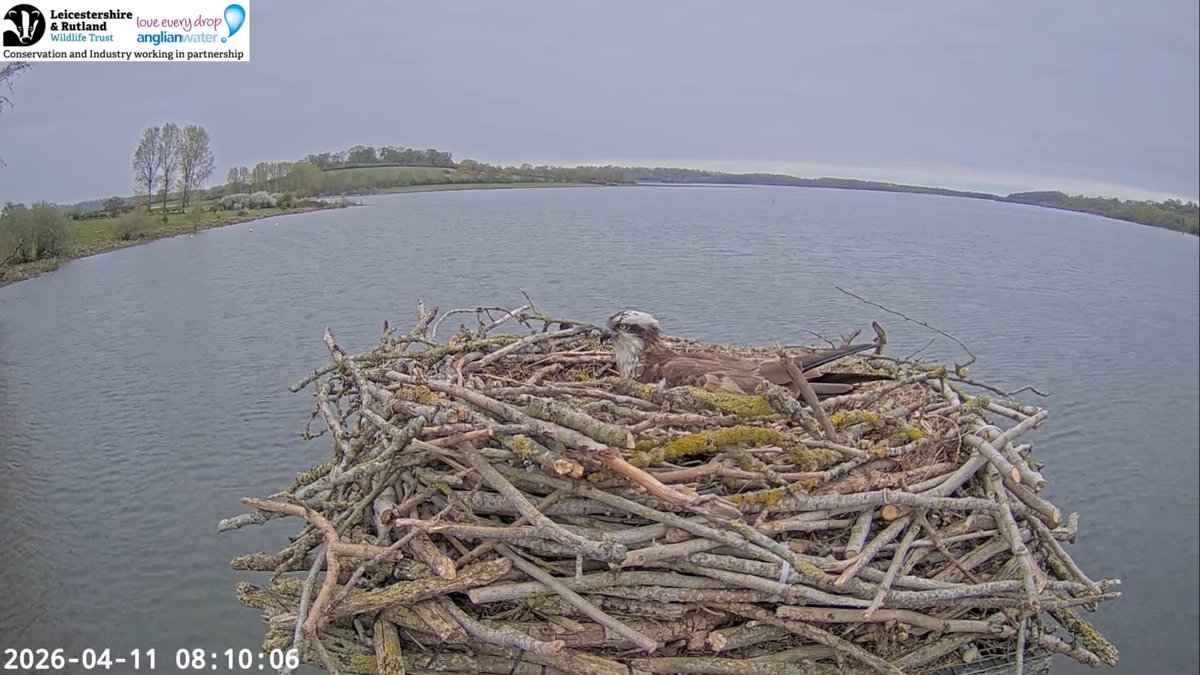 gentoo05 (@renate_ulbrich) on Twitter photo 