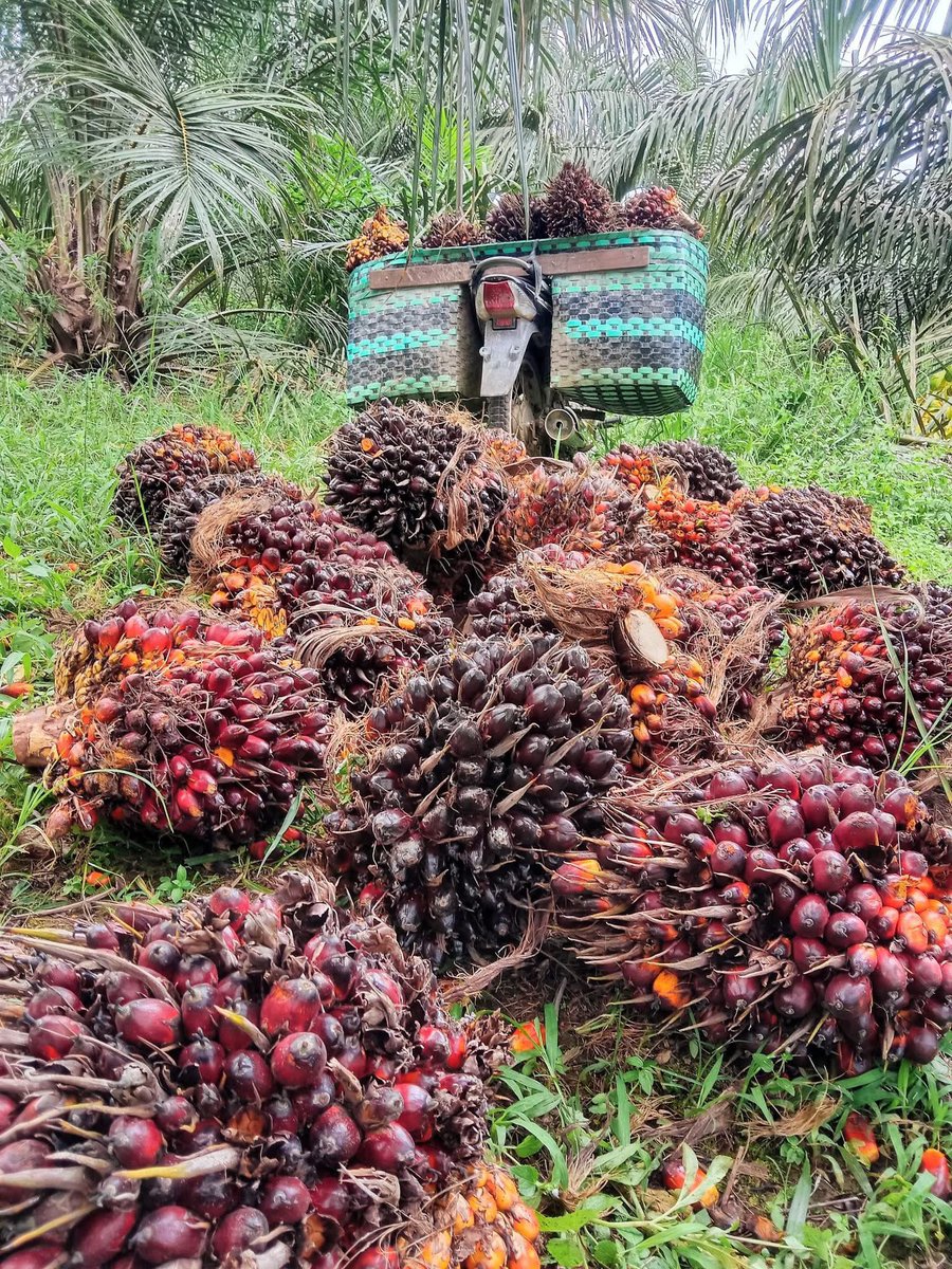 CV 🔶$BNB tweet media