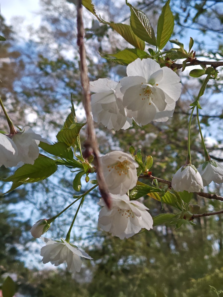 3105_s's tweet photo. 今年は推し桜の白妙ドンピシャリ⋆⸜(* ॑꒳ ॑*  )⸝
鬱金桜や御衣黄には少し早かった。
塩釜桜もあるし、また2週間後かな？ https://t.co/8GsJ5gzsGi
