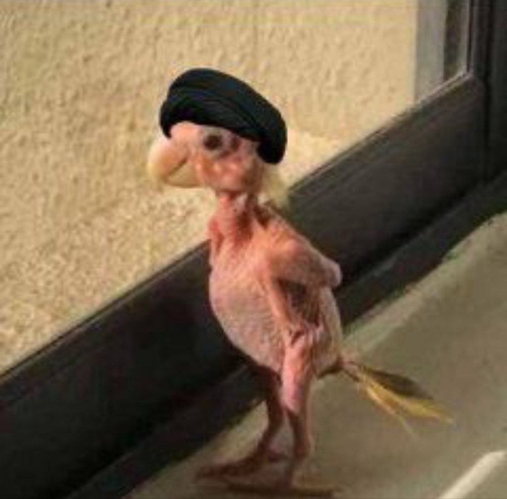 Q7F ShrooSh 📟 🦅 tweet media