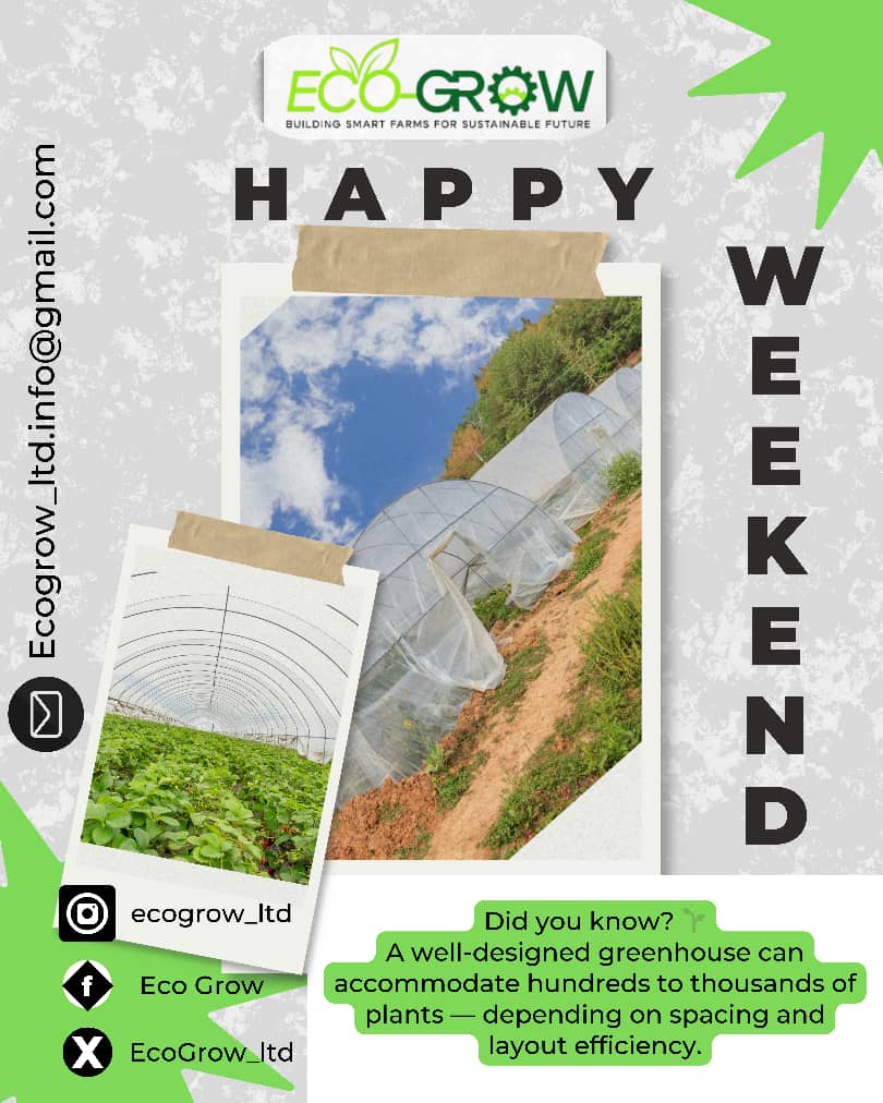 EcoGrow_ltd's tweet photo. Smart farming starts with structure.
A well-designed greenhouse isn’t just a shelter, it’s a system that maximizes space, controls climate, and boosts yield efficiency. #Agriculture #EcoGrow https://t.co/kEXu6YbchD