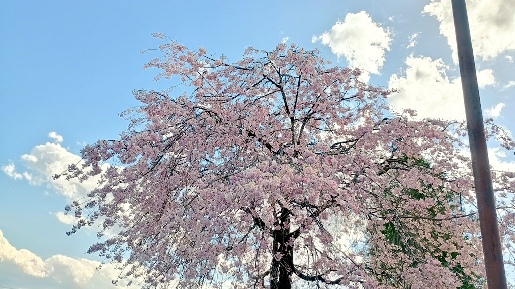 過酸化シリカ水素水 tweet media