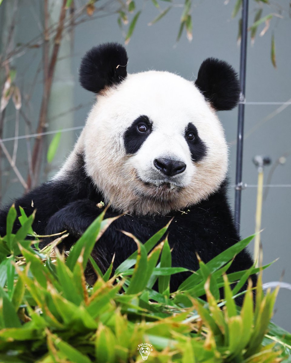 FULIGHT.BAO tweet media