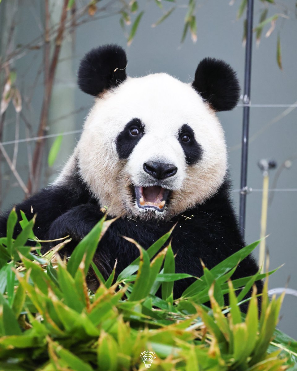 FULIGHT.BAO tweet media