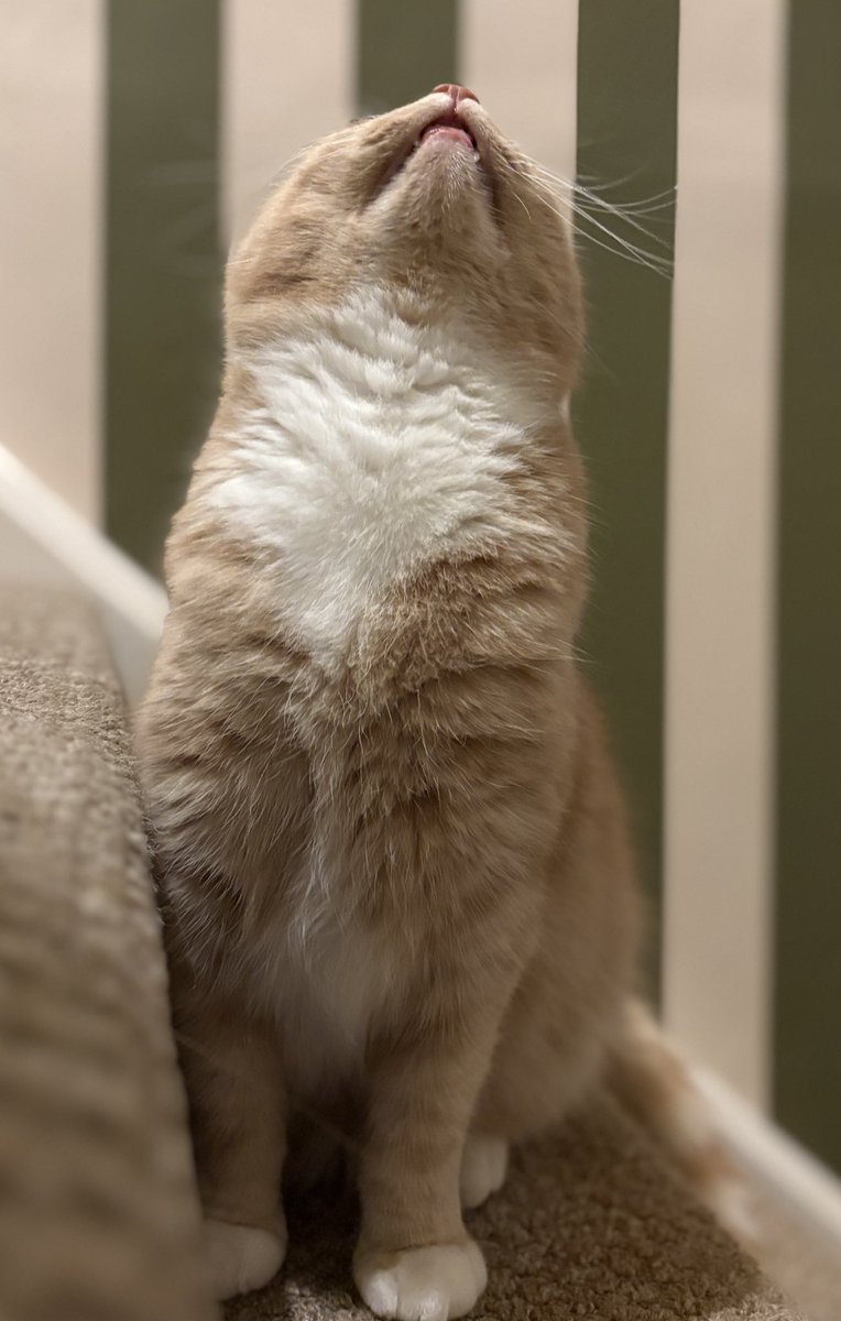 erics_escapades's tweet image. Happy Caturday friends , this was me this morning waiting on mammy to come down the stairs and help dad prepare my buffet . Rainy start today , not sure what activities are on the agenda yet. Have a good one 😸🧡 #caturday #rescuecats #adoptdontshop