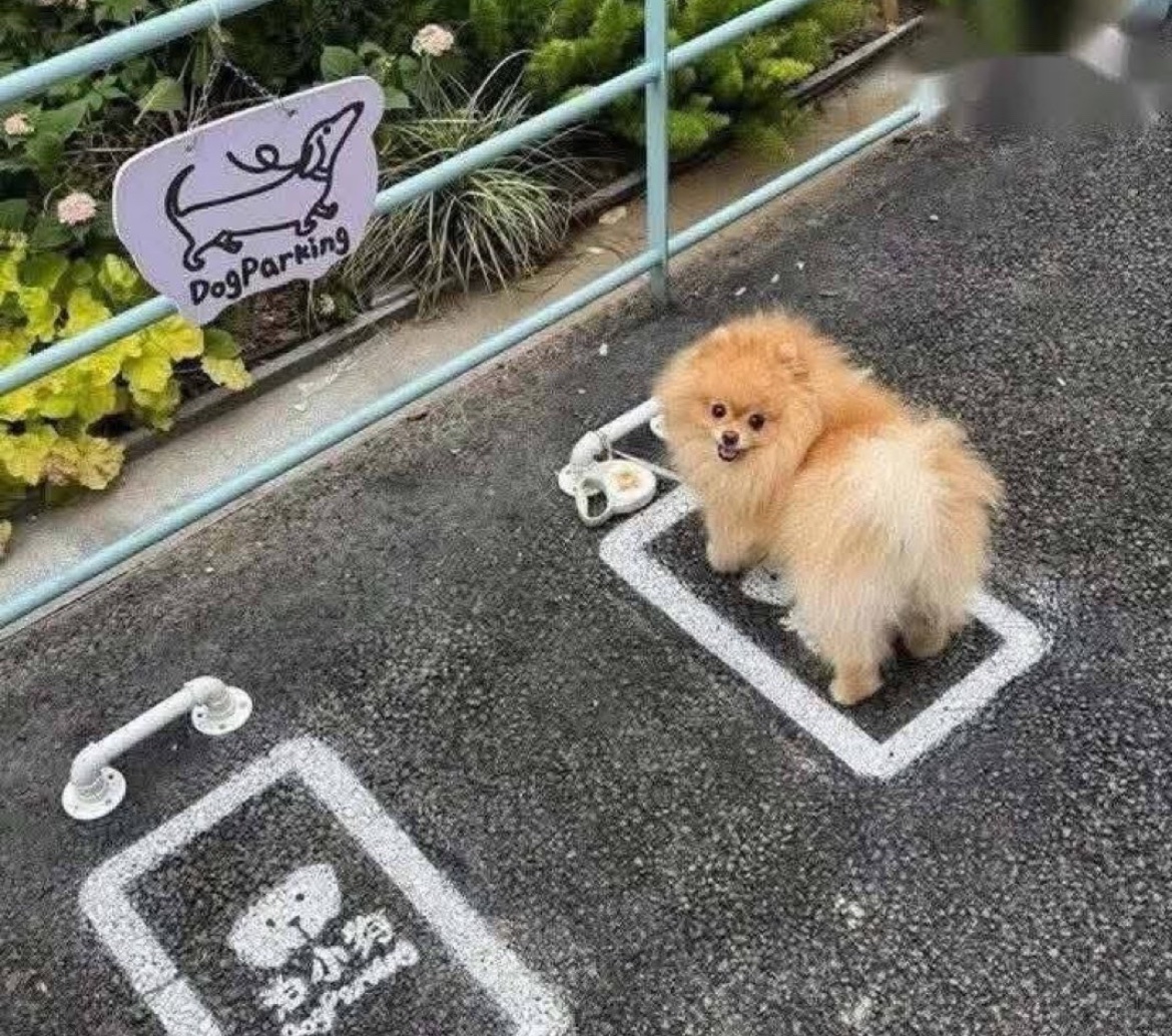 犬しか勝たん tweet media