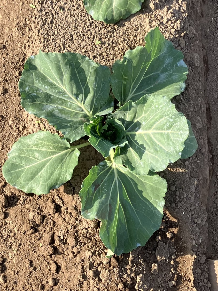 農夫の荒川 a.k.a viptan tweet media