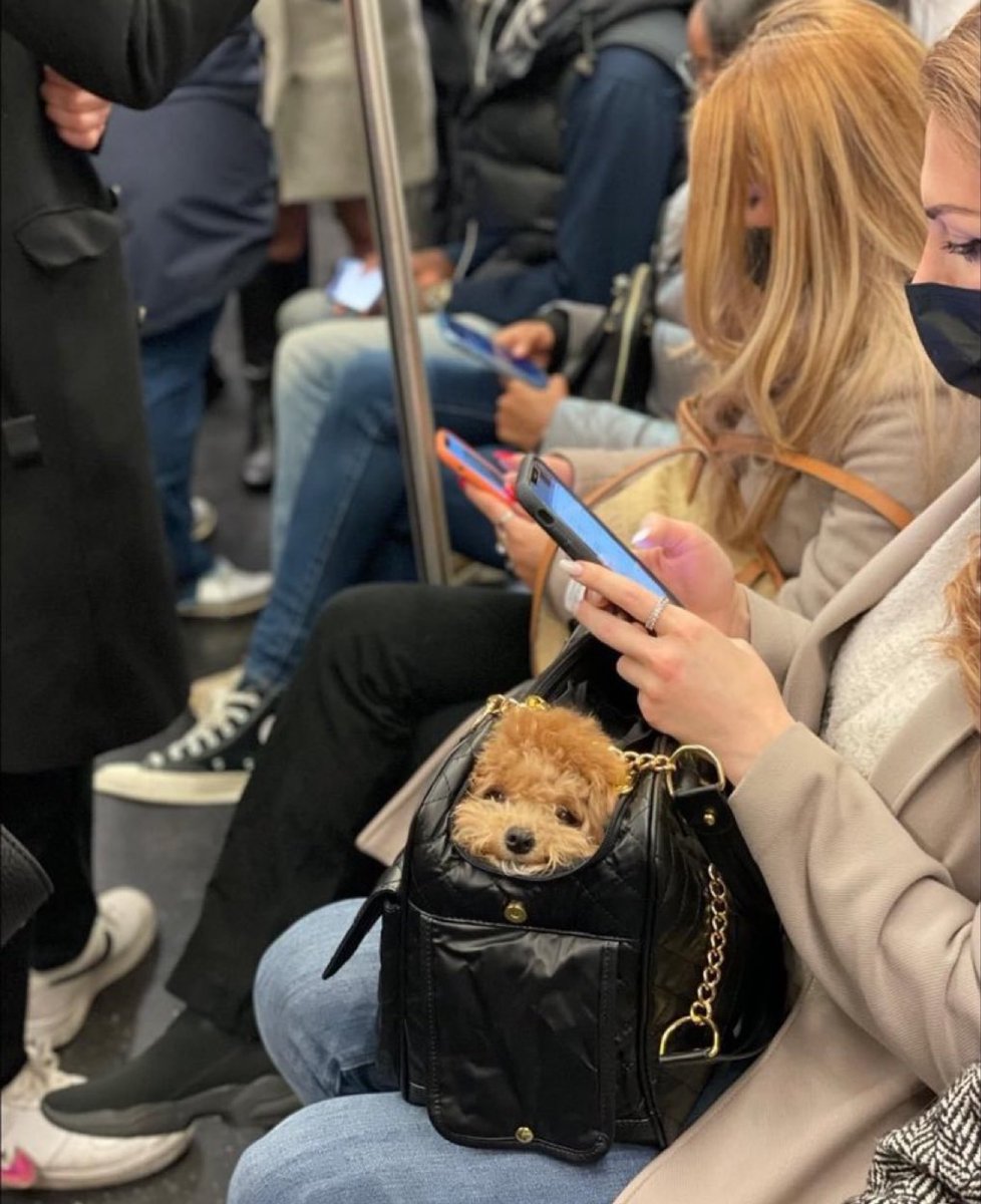 犬しか勝たん tweet media