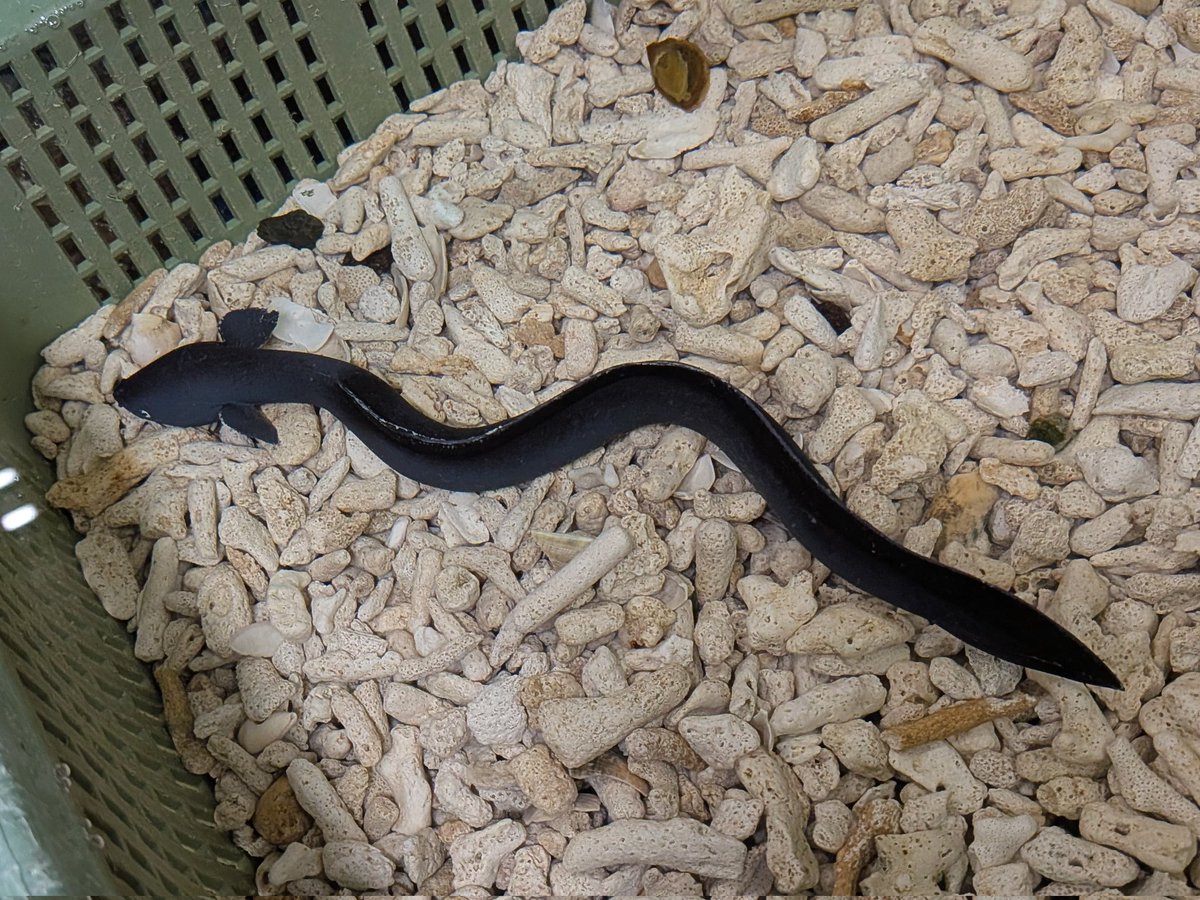今朝、八王子の市場で見た魚。
何だかわからずモヤモヤしている。