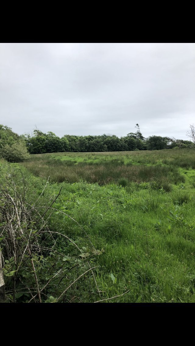 alistair_tosh's tweet image. The #Roman fort at Ravenglass #Cumbria is believed to have protected an important port. It’s remains are now hidden beneath a reed covered meadow but much the bathhouse outside still stands impressively tall. #RomanSiteSaturday