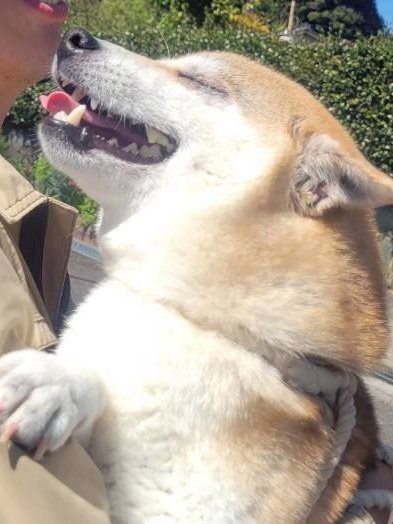 3_route's tweet photo. 我が家に新しい家族が増えました〜🐕‍🦺
本当は先週の予定だったけど、通院が長引いて今日に。
先住犬『ハイサイ』の実のお母さんなので、名前は『アンマー』です。よろしくお願いします🙇 https://t.co/iaosbrHlGD