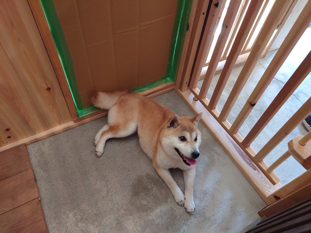 3_route's tweet photo. 我が家に新しい家族が増えました〜🐕‍🦺
本当は先週の予定だったけど、通院が長引いて今日に。
先住犬『ハイサイ』の実のお母さんなので、名前は『アンマー』です。よろしくお願いします🙇 https://t.co/iaosbrHlGD