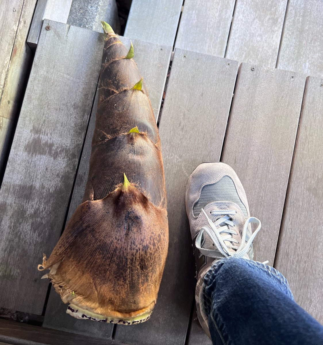 宗方脩 tweet media