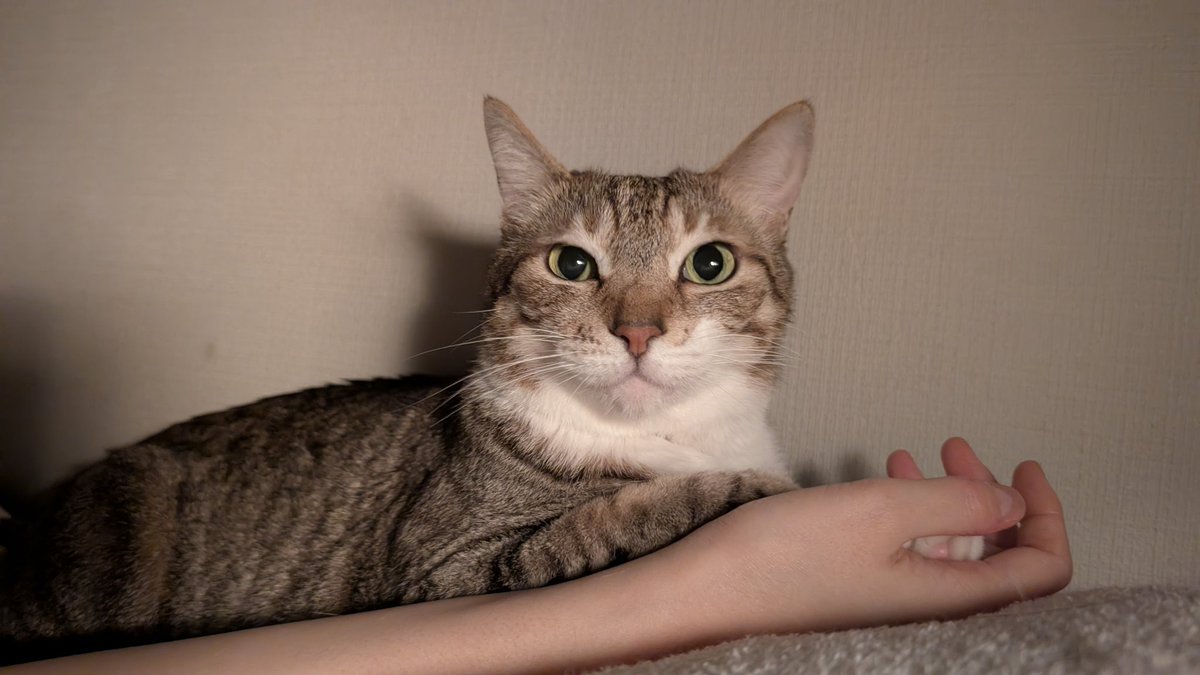 野良さん@握力3.zip tweet media