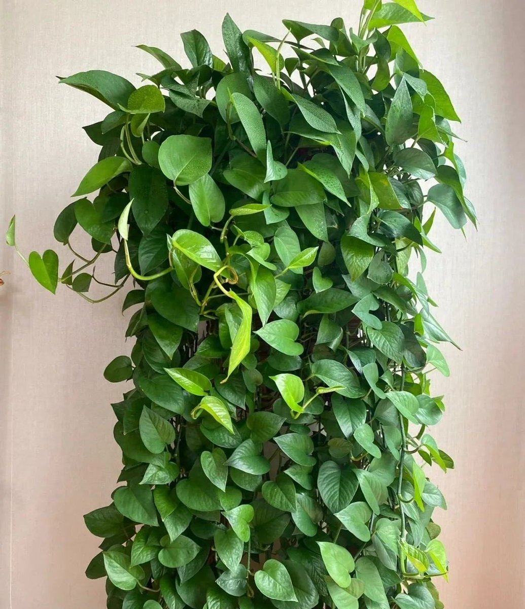 Queenie Wong tweet media