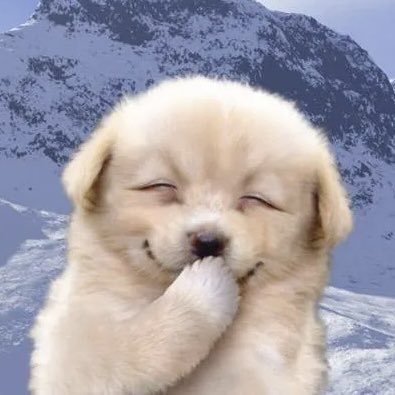 ʕ •ᴥ•ʔ tweet media