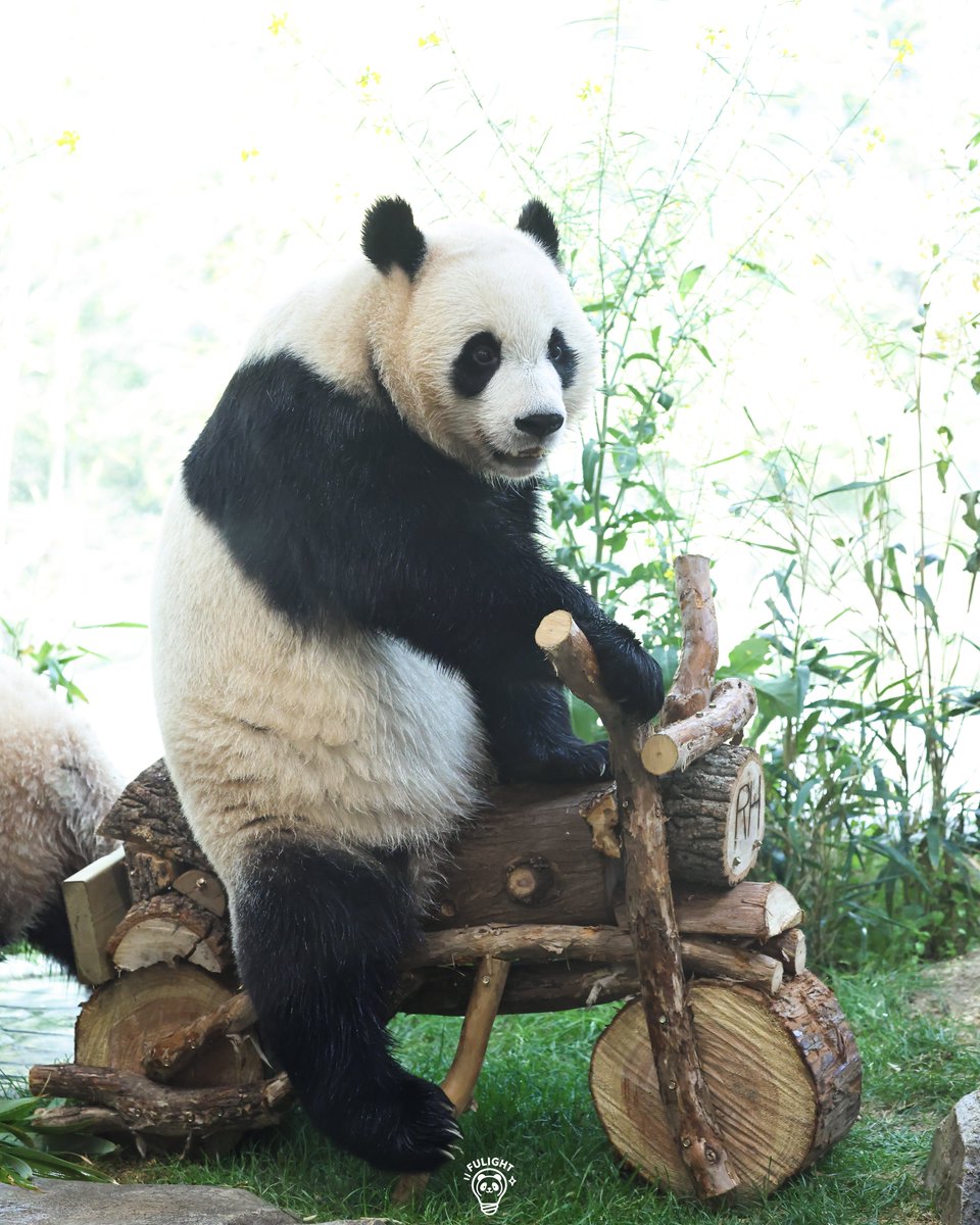 FULIGHT.BAO tweet media