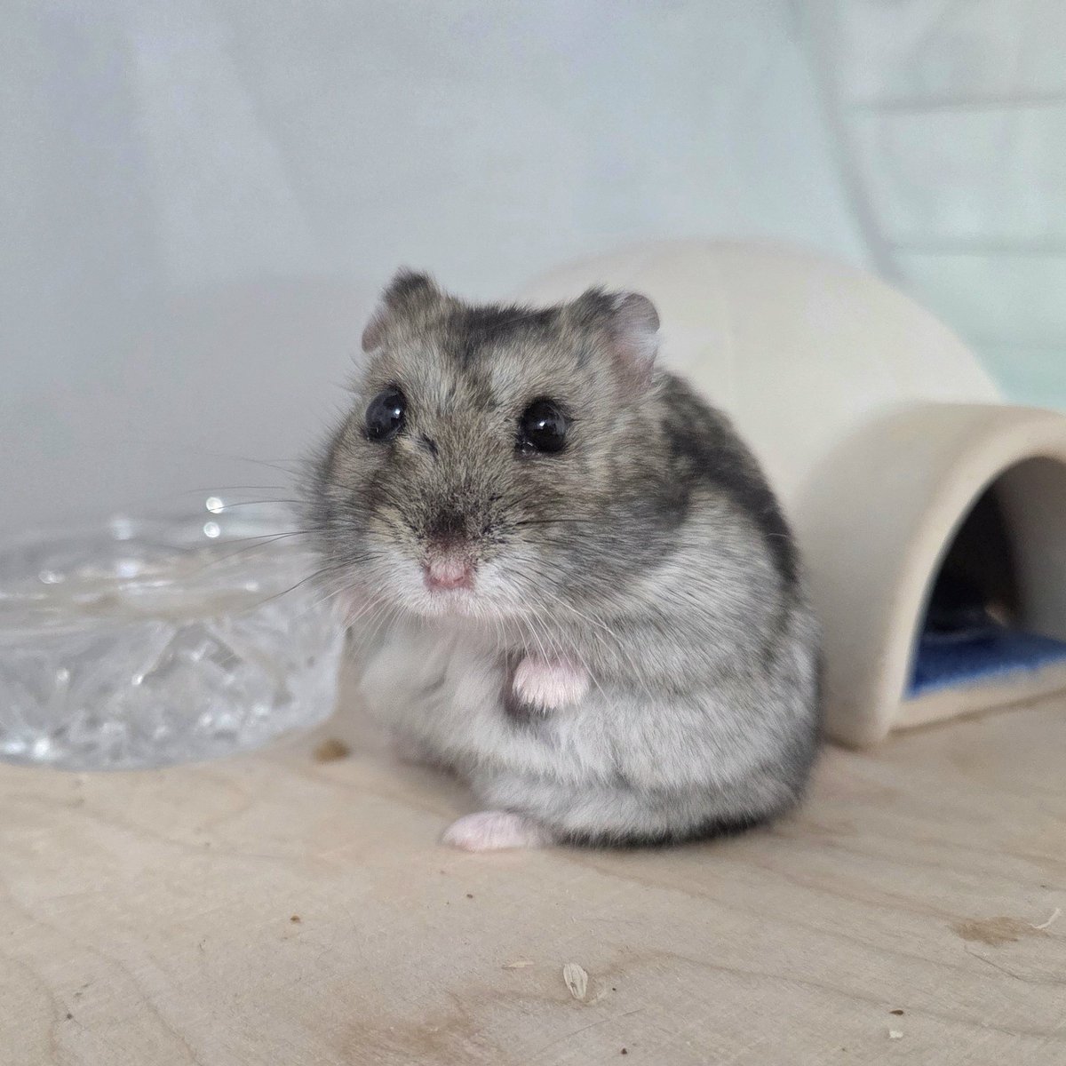 몽떼와 누냐의 우당탕탕 🌞 tweet media