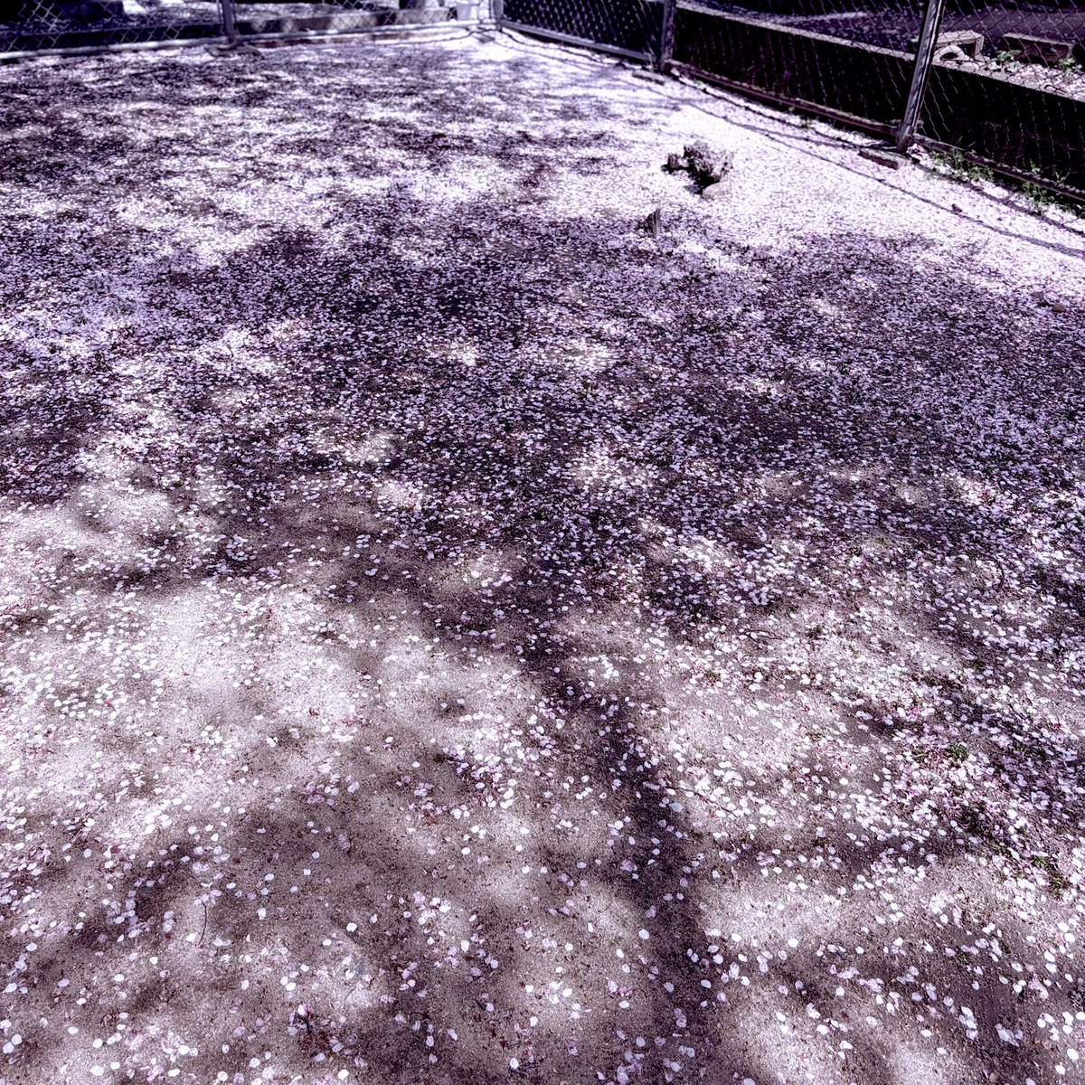 なのばちゃん tweet media