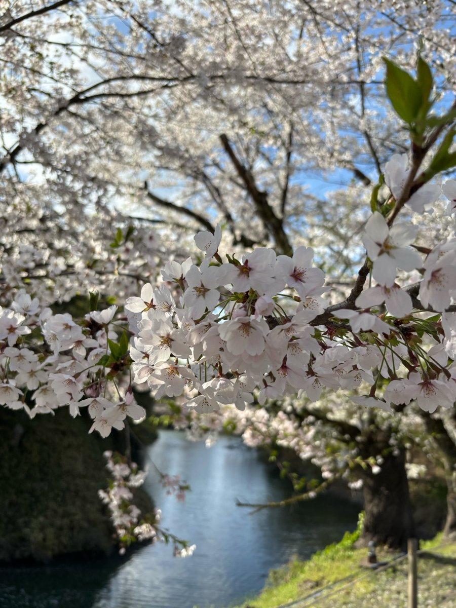 フェイト(ニシ)@ado民/ゲーム tweet media