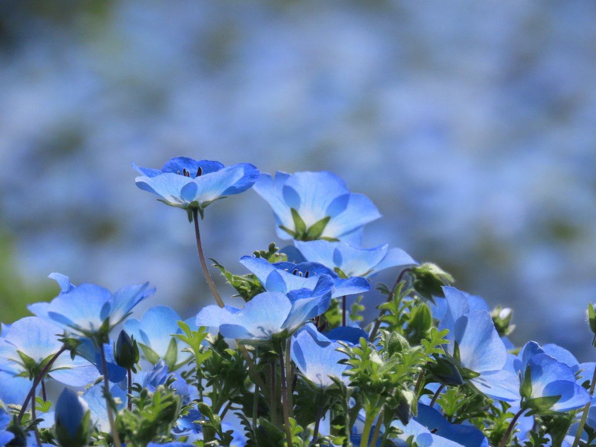 カズヒロ⭐ニャンコ先生 tweet media