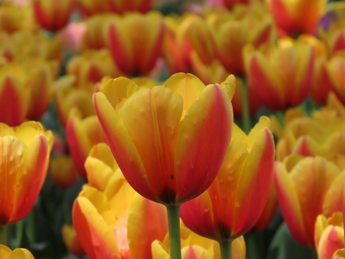 カズヒロ⭐ニャンコ先生 tweet media