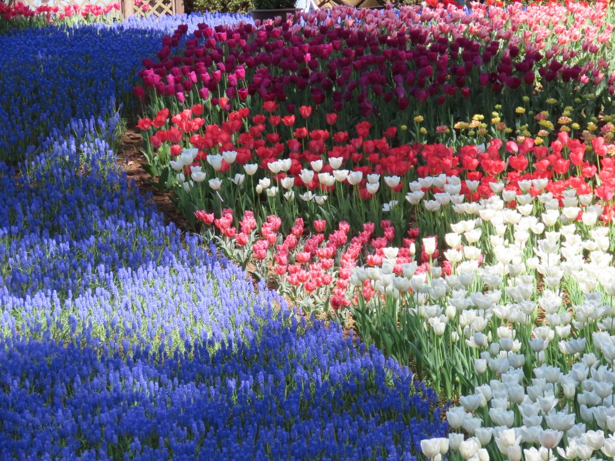 カズヒロ⭐ニャンコ先生 tweet media