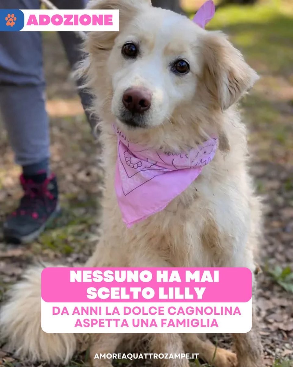 AmoreAQuattro Zampe tweet media