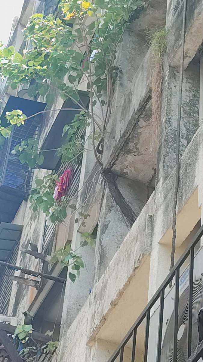 kamlesh_govind's tweet photo. @mybmc शिवशक्ती को ऑ हौ सोसायटी दादर पश्चिम मुंबई -४०००२८ ह्या इमारती खालीच एक मॉल आहे या मॉलला फुल्ली एअर कंडीशन ठेवण्यात करीता इमारतीच्या बाजूने एसीचे मशीन लावण्यात त्याने गरम हवा बाहेर येते त्याचा त्रास प्रत्येक उन्हाळ्यात रहीवाशांना सहन करावा लागत आहे . अपघात ही घडू शकतो https://t.co/HoXLYRMoTi