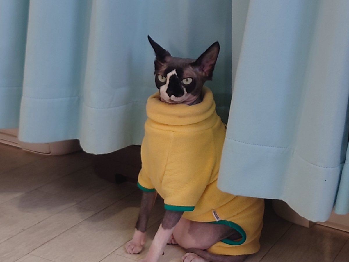 Hide110328's tweet image. しらたま+もちもわさん からの､猫カフェラグドールさんです!(^o^) 今日も､お猫様は､尊い!(^_-)

#猫カフェラグドール
#RAGDOLL
#猫カフェ最高
#今日は晴れだ猫びよりだ
#お猫様はあなたを待ってい〜る
#嗚呼猫カフェ良いとこ