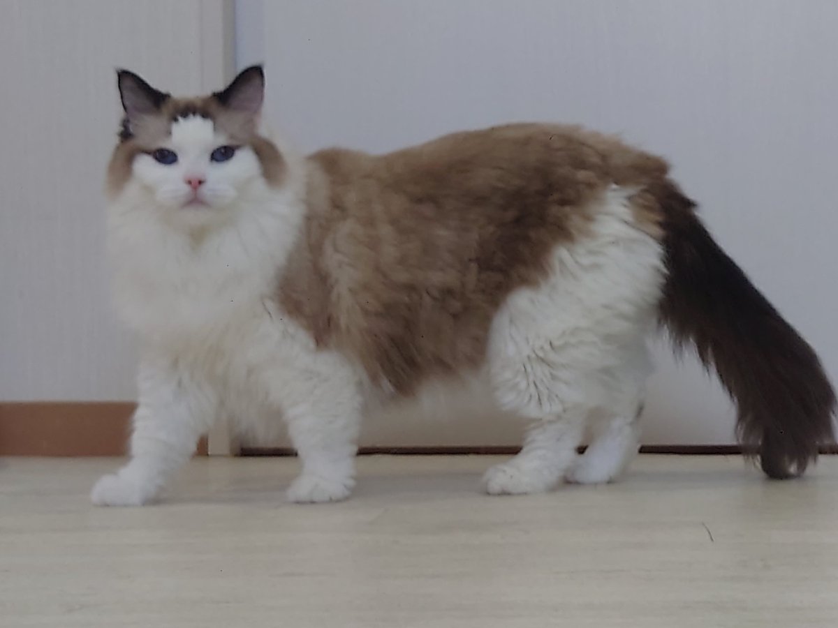 Hide110328's tweet image. しらたま+もちもわさん からの､猫カフェラグドールさんです!(^o^) 今日も､お猫様は､尊い!(^_-)

#猫カフェラグドール
#RAGDOLL
#猫カフェ最高
#今日は晴れだ猫びよりだ
#お猫様はあなたを待ってい〜る
#嗚呼猫カフェ良いとこ