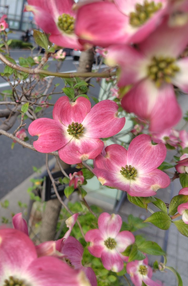 菊次郎 tweet media