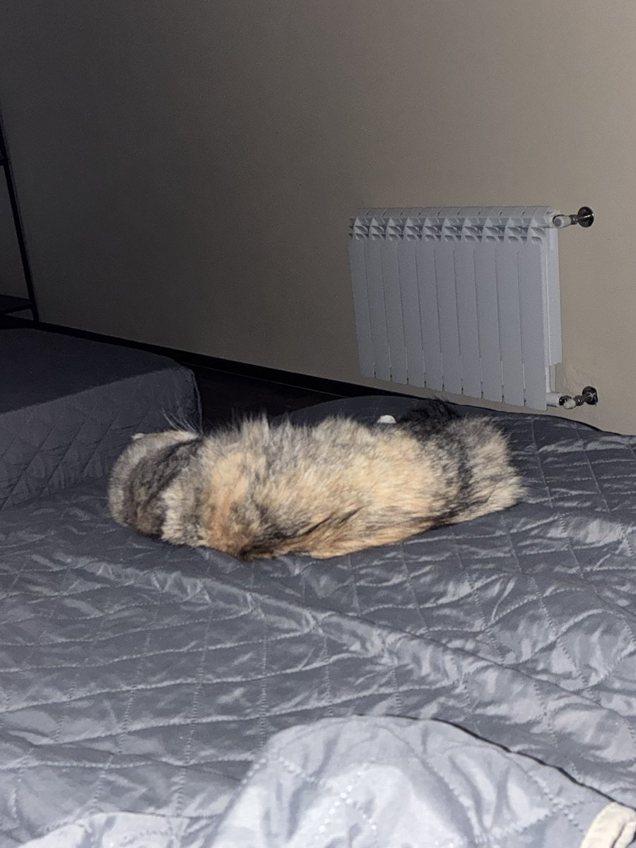 Megan 🇮🇪 tweet media