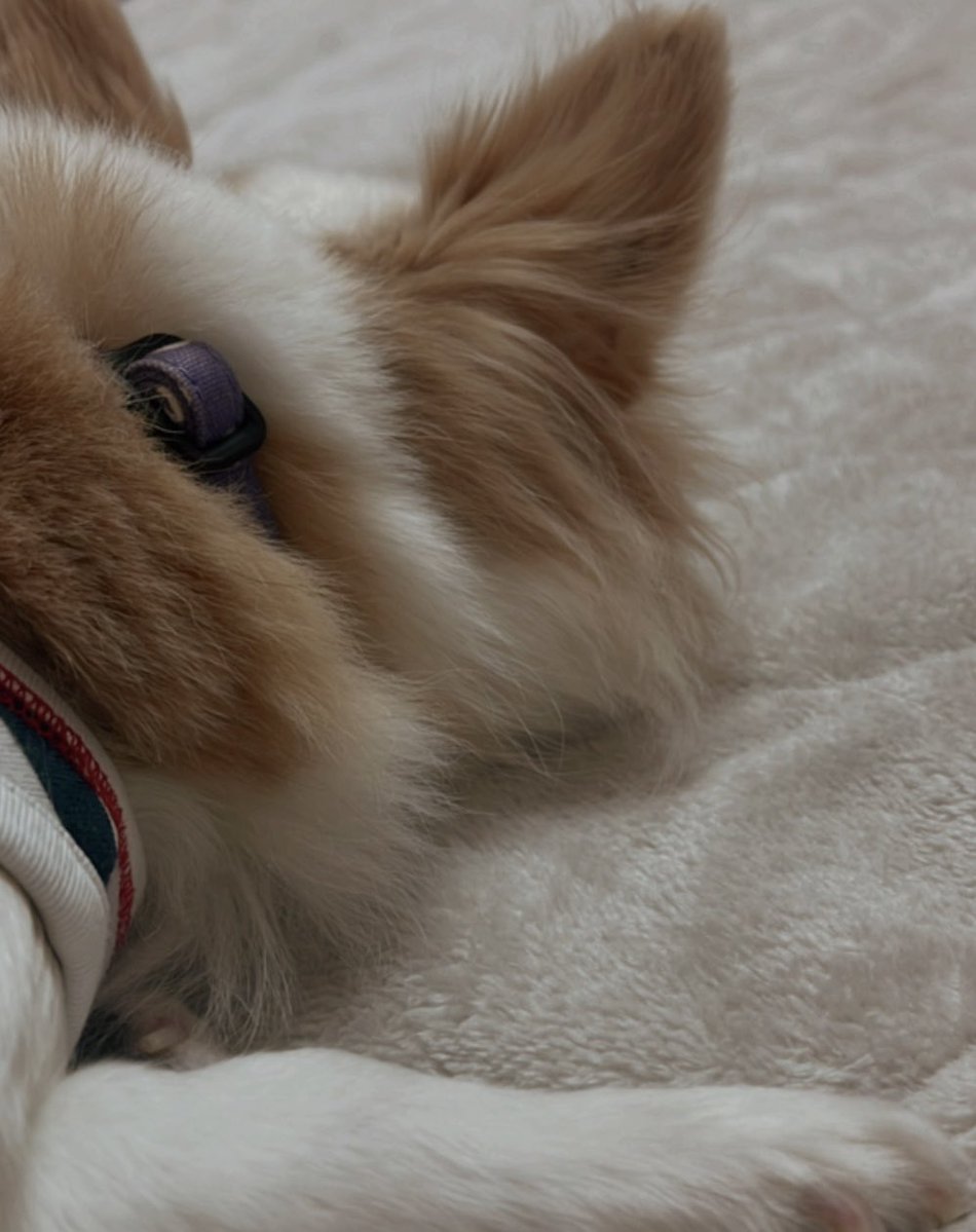 西出陽菜🥁-Hina Nishide-🪘 tweet media