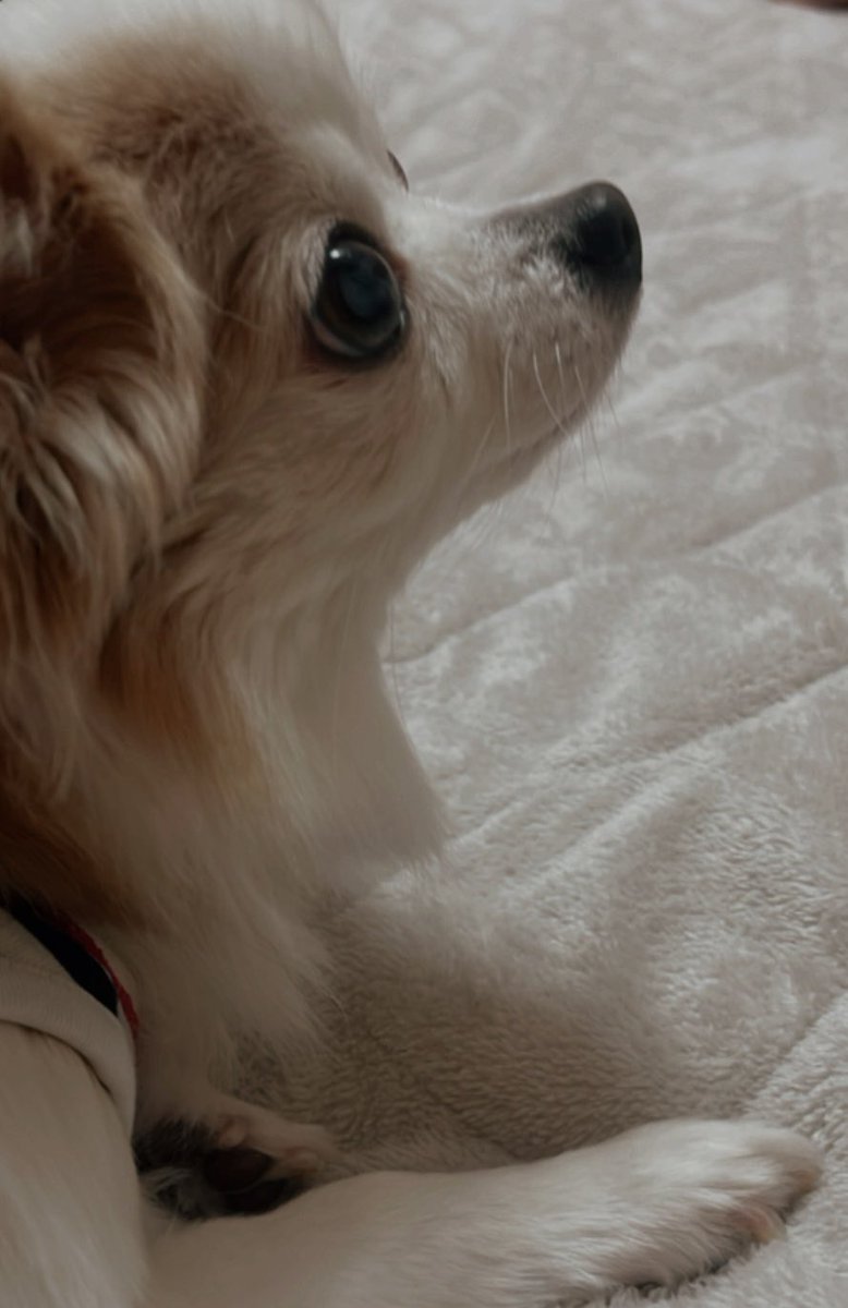 西出陽菜🥁-Hina Nishide-🪘 tweet media